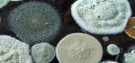 Toxins: Understanding the Risk for Cognitive Decline